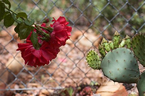 Free Images Nature Blossom Cactus Leaf Flower Rose Food