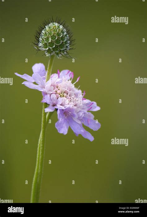 Field Scabious Knautia Arvensis Flower With Seed Pod Growing Wild In