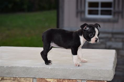 Akc Registered Boston Terrier Puppy For Sale Female Sasha Shreve Ohio