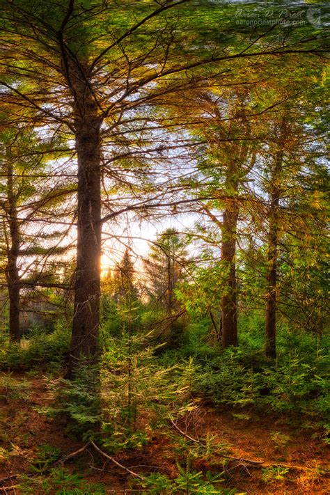 Pine Tree Forest At Sunset Aaron Priest Photography