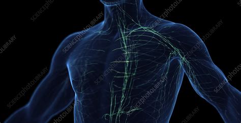 Male Lymphatic System Illustration Stock Image F0385061 Science