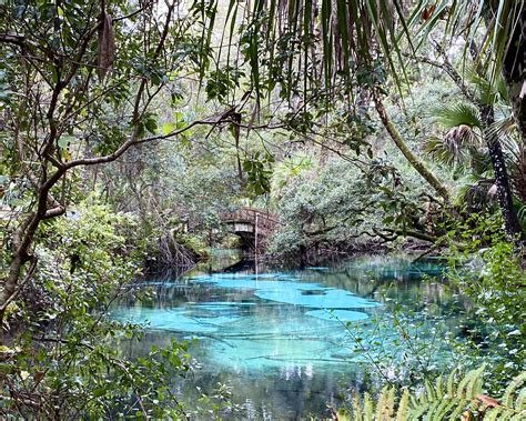 Springs In The Ocala National Forest Florida Lives