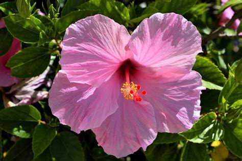 15 Common Hibiscus Plant Problems How To Fix Them Solutions And