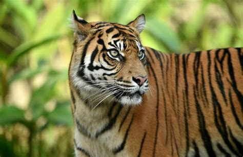 Rare Sumatran Tiger Cubs Make Public Debut At Sydney Zoo Orissapost