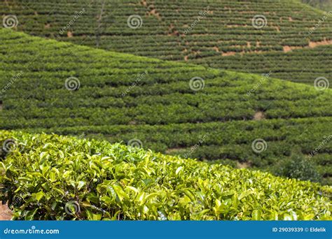 Sri Lanka Tea Garden Mountains Stock Image Image Of Farm Green 29039339