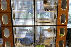 The Ultimate Pet Spa Southwood Drive Animal Clinics Luxurious Grooming Sanctuary