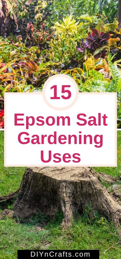 15 Clever Ways To Use Epsom Salt In The Garden Diy And Crafts