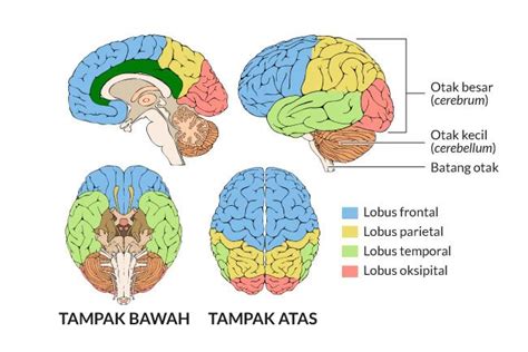 Mengenal Perbedaan Otak Kanan Dan Kiri Serta Fakta Menarik Lainnya