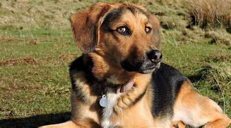 Beagle German Shepherd Mix Breed Info Traits Puppy Costs And More