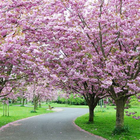 Grow Your Own Cherry Blossoms Artofit