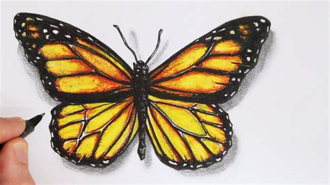 How To Draw A Realistic Butterfly Time Lapse Colorful Butterfly Drawing Butterfly Line Drawing