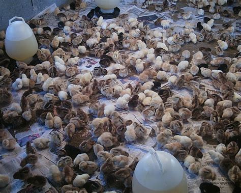 Jadinya, cara mengempukkan ayam kampung ini bisa membuat daging ayam kampung tidak alot. DINARA AGRO FARM: PANDUAN MENTERNAK AYAM KAMPUNG