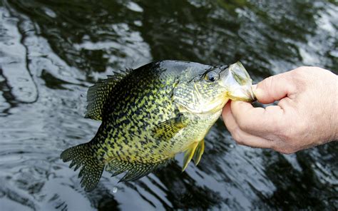 Crappie Fishing 101 How To Catch Crappie Like A Boss