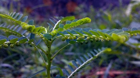5 Ways To Find A Trusted Phyllanthus Source How To Find The Right
