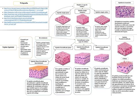 Cuadro De Estructuras Y C Lulas Del Tejido Epitelial Hot Sex Picture