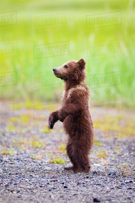 Brown Bear Cub Standing At Lake Clarke National Parkalaska United