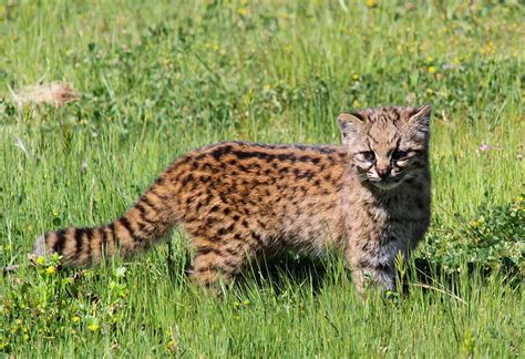 12 Rare Wild Cat Species You Probably Didnt Know Exist Bored Panda