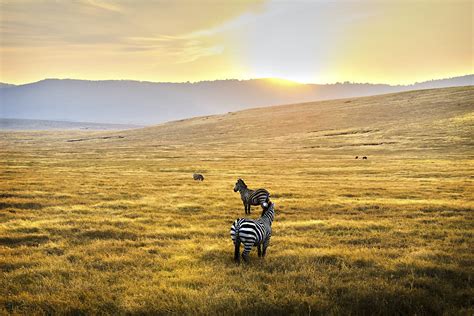 Serengeti National Park Travel Tanzania Africa Lonely Planet