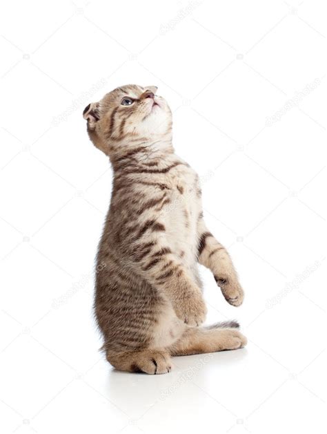 Pictures Funny Jump Funny Playful Cat Is Jumping Isolated On White Background — Stock Photo