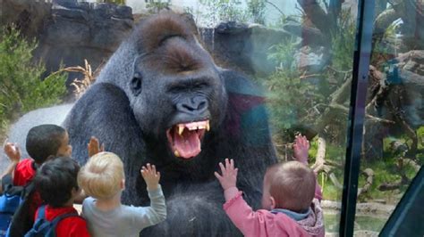 Just Have Fun Funny Kids Vs Zoo Animals Video