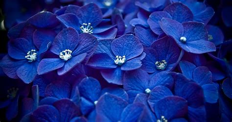 Blue Flowering Plants You Can Grow In Your Garden Flowers Cs