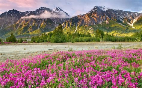 Spring Mountain Landscape Canada Meadow Flowers With Purple Green