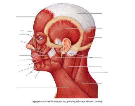 Face And Neck Muscle Diagram The Neck Muscles Are Specifically