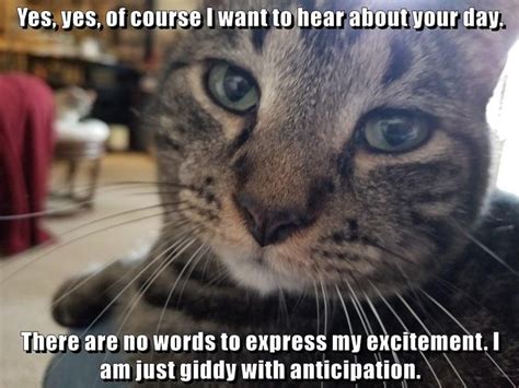 Top Memes Of The Week Cheezburger Users Edition I Can Has Cheezburger Cat Quotes