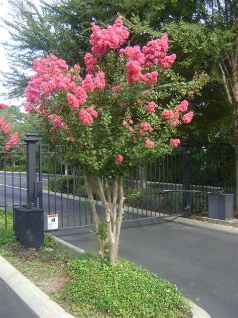 Buy Crepe Myrtle Trees For Sale In Orlando Kissimmee Flowering
