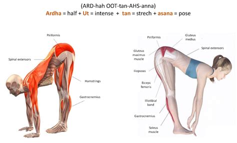 Ardha Uttanasana Standing Half Forward Bend Pose Forward Bend Forward Fold Bend Yoga