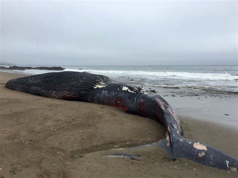 High Numbers Of Whales Washing Up On Bay Area Beaches Us National