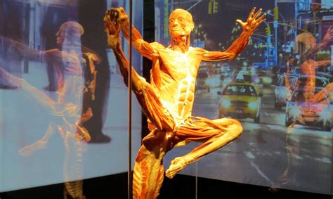 Portland Science Center To Open This Month With ‘body Worlds Exhibit