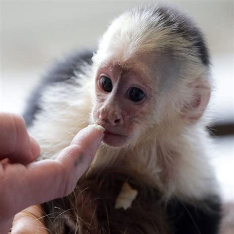 Capuchin Female White Faced Capuchin Monkeys Exotic Animals For Sale