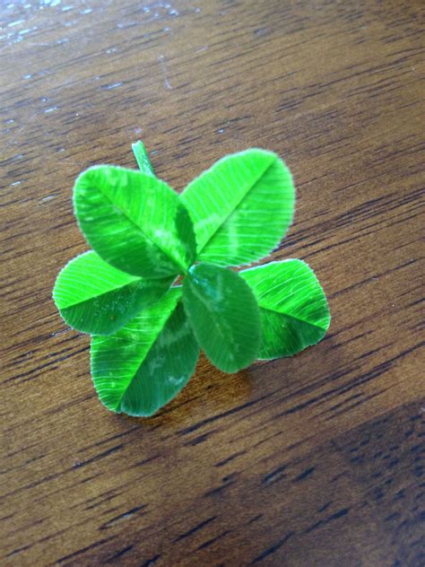 6 Leaf Clover And Yes It Is Real Subtractive Color Heart In Nature