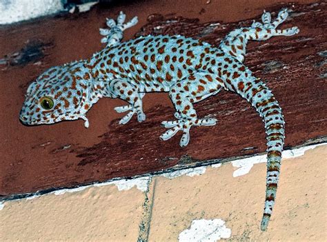 What Can You Feed A Tokay Gecko