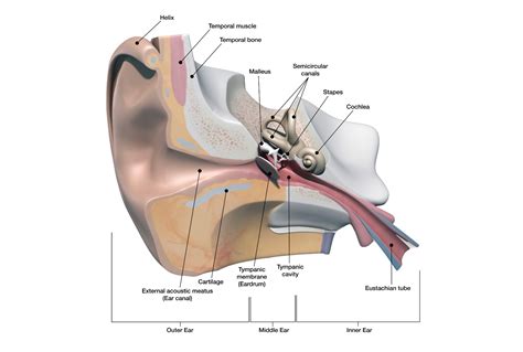Tmj Related Hearing Loss Understanding The Connection Singapore