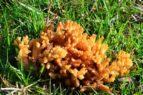 Coral Fungi Mushrooms Of Susquehanna Valley On The Ny Pa Border