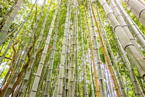 Wild Green Bamboo Forest Looking Up Stock Photo Image Of Texture