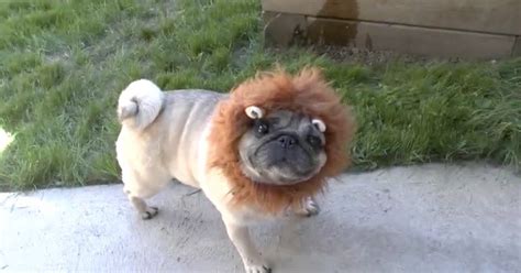 Someone Finally Managed To Film The Rare Lion Pug In Its Natural