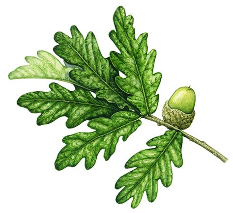 Latin Scientific Names Botanical Illustration By Lizzie Harper Of