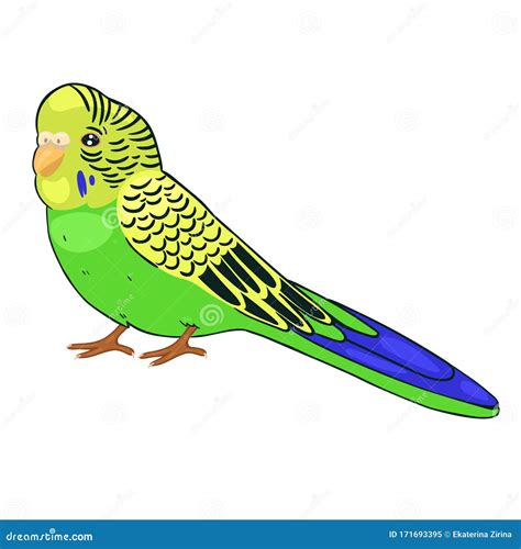 Green Budgie Isolated On A White Background Vector Graphics Stock