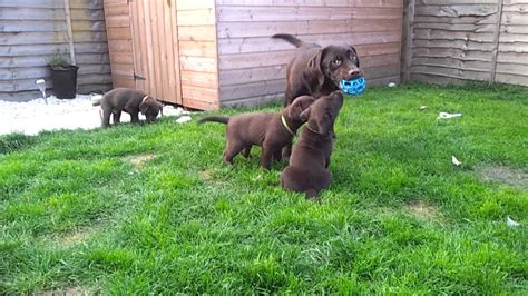 Summer labrador retriever puppies ready. 7 Weeks Old - Ruby's Chocolate Labrador Retriever Puppies - YouTube