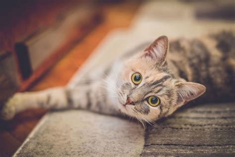 However, allergies can be diagnosed by conducting an elimination diet trial. Are cat allergies worse than dog allergies?