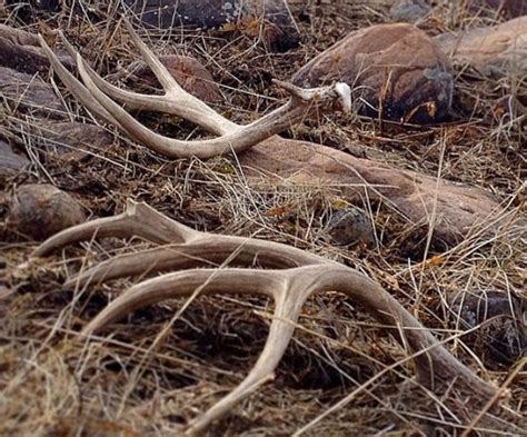 Off The Charts Mule Deer Shed Antler Photos Gohunt