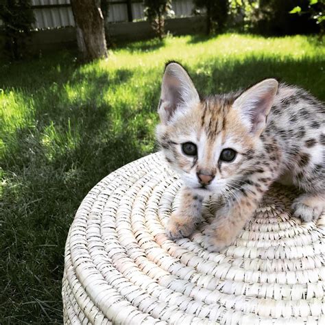These adorable kittens are available for adoption in los angeles, california. Savannah Cats For Sale | Los Angeles, CA #300933 | Petzlover