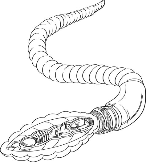 Dibujo De Contorno De Anatomía De Lombriz Gusano Invertebrado Vector
