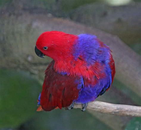 Pictures And Information On Eclectus Parrot