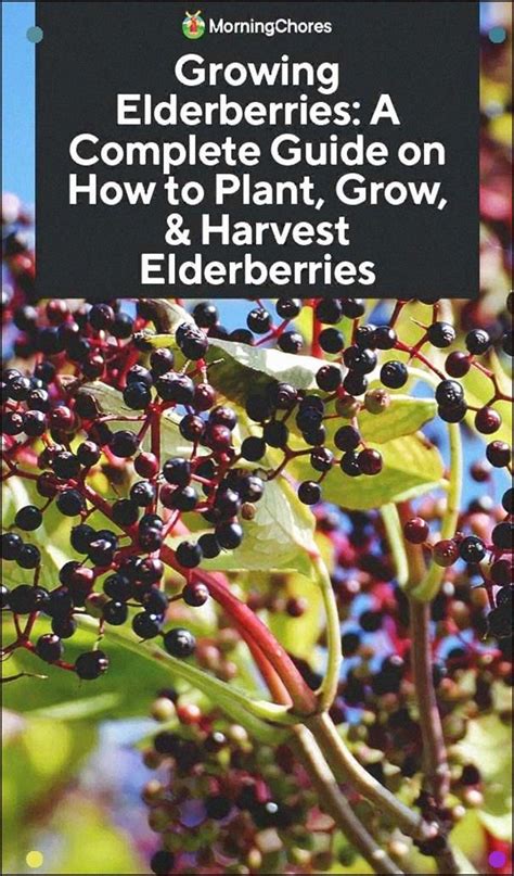 Growing Elderberries A Complete Guide On How To Plant Grow And