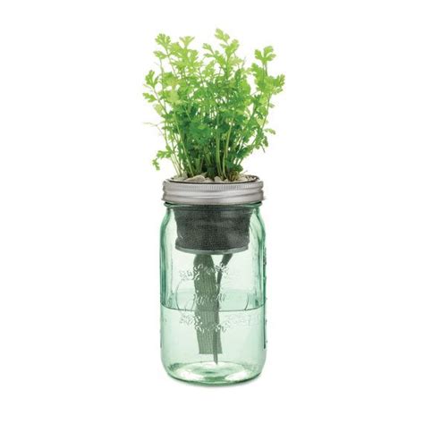 Garden Jar Self Watering Herb Kit Cilantro Indoor Garden Herbs