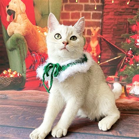 Christmas Cloak Santa Hat Scarf And Antlers Headwear For Small Dog Cat